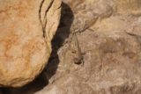 Portrero_John_092_03192017 - This was one of several lizards we saw along Portrero John Creek highlighting just how precious water is in the Sespe Wilderness