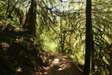 Punch_Bowl_Falls_17_026_08182017 - The Eagle Creek Trail alternated between shaded forests and sun-exposed cliff ledges. Note the mossy branches attesting to how moist this area can get