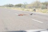 Quobba_118_06132006 - More birds picking at roadkill