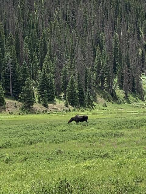 RMNP_021_iPhone_07272020 - We were surprised by this moose sighting while driving the Trail Ridge Road across the Continental Divide in Rocky Mountain National Park. Indeed, you never know what you might find upon a visit here