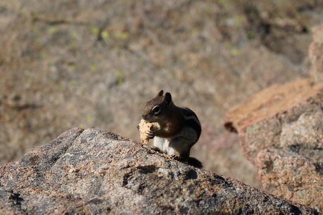 I spotted this chipmunk eating someone's cookie or cracker. It (like others around this part of Rocky Mountain National Park) was highly aggressive because it has become acclimated to high energy human food