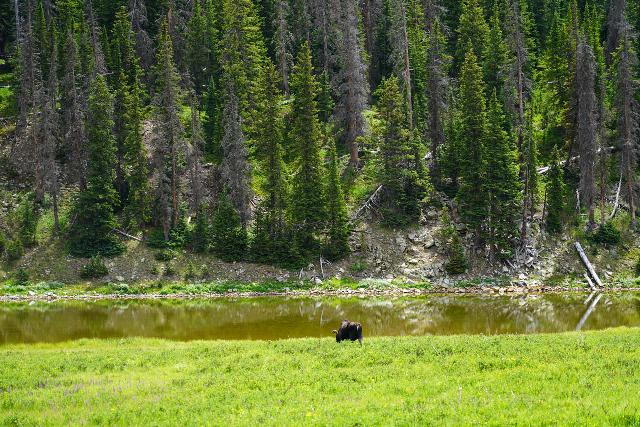RMNP_240_07272020 - We were surprised by this moose sighting while driving the Trail Ridge Road across the Continental Divide in Rocky Mountain National Park. Indeed, you never know what you might find upon a visit here