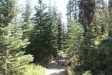 Rancheria_Falls_014_07102016 - Continuing along the well-forested (surrounded by pine trees) and fairly busy Rancheria Falls Trail