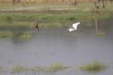 Ranthambore_085_11062009 - Flying egret over the lake
