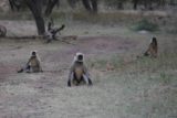 Ranthambore_147_11072009 - Monkeys keeping us company as we had to go potty