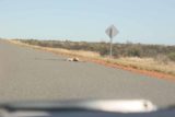 Road_136_039_06112006 - Yet another kangaroo roadkill by Road 136 that we had to dodge