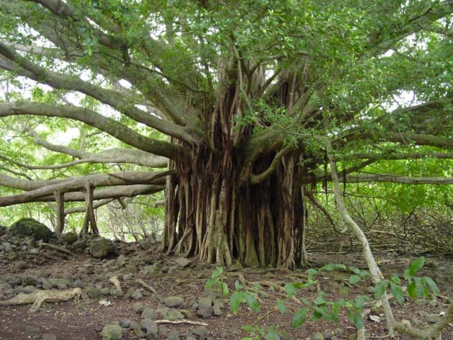 Road_to_Hana_199_09032003 - Uma grande árvore de banyan um pouco além Makahiku Cai