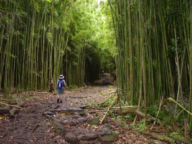 Road_to_Hana_212_09032003 - Julie entrar en el bosque de bambú