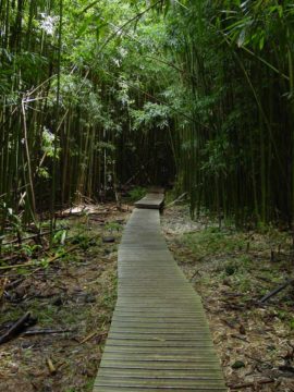 Road_to_Hana_219_09032003