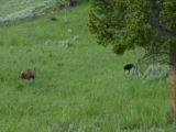 Roosevelt_004_06242004 - A pair of bear cubs playing around causing a bear jam near Roosevelt