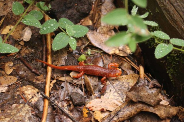 Rush_Creek_Falls_041_05202016 - We encountered lots of these tiny red salamanders along the Independence Trail West en route to Rush Creek Falls given all the rain that had fallen just prior to our visit