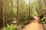 Russell_Falls_17_013_11272017 - Julie on the Russell Falls Track as it was now alongside the creek during our late November 2017 visit