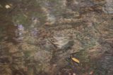 Russell_Falls_17_106_11272017 - Some fish in the creek just below Horseshoe Falls during our late November 2017 visit