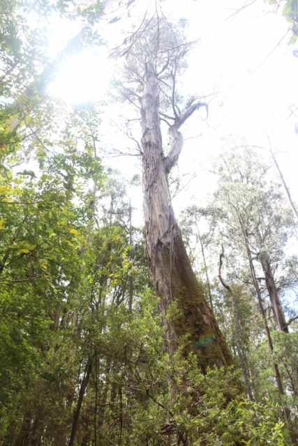 Russell_Falls_17_198_11272017 - Further up the slope towards Lake Dobson from the visitor centre was the Tall Trees Walk, which featured giants like this one reaching high up at the sky trying to leave the shade of the forest floor