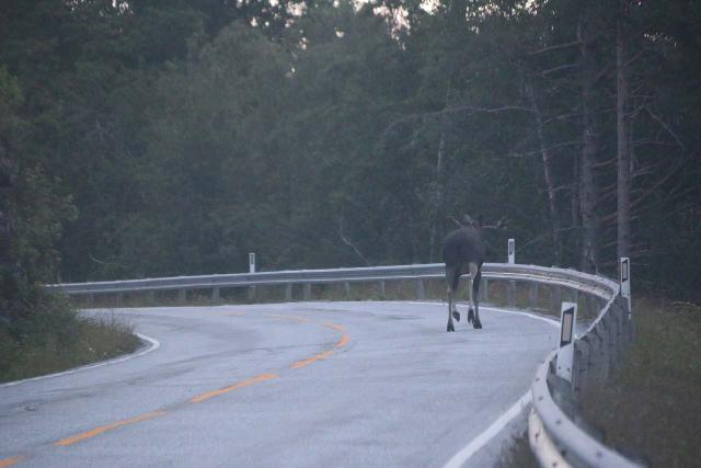 Rv64_Rv660_010_07162019 - You never know what you're going to find when you're out and about in Nature, and when I was concluding my drive to get back to Åndalsnes from Sunndalsøra, I encountered this moose going across the road