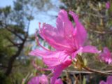 Ryuzu_004_jx_05242009 - Closer look at the beautiful pink flowers blooming next to the Ryuzu Waterfall