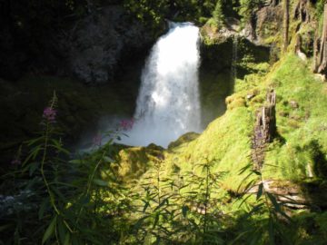 Sahalie Falls is the uppermost of three notable waterfalls on the McKenzie River in the Willamette National Forest.  A sign by the falls claims it's 120ft tall...