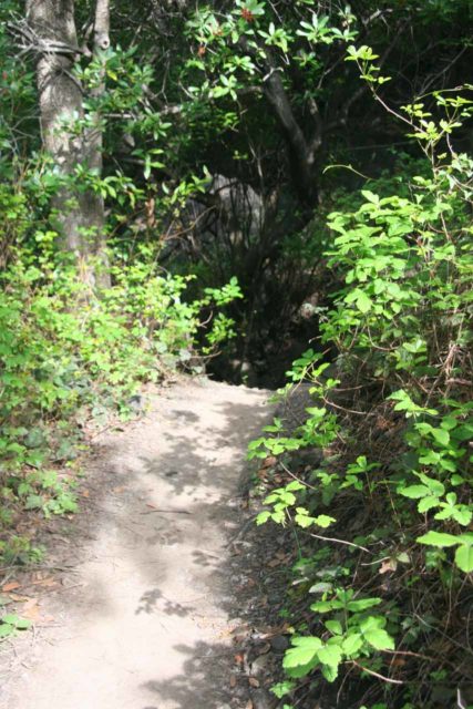 Salmon_Creek_Falls_004_03202010-サーモンクリークの滝に近づくために短い道に隣接する毒オーク