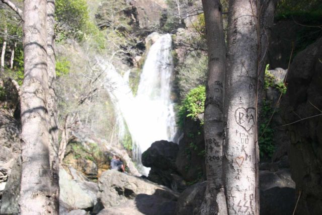 Salmon_Creek_Falls_035_03202010 - Tree graffiti