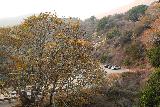 Salmon_Creek_Falls_046_11162018 - při Pohledu na Hwy 1 a rozkládací jako bychom se vraceli na dálnici poté, co měl náš výplň Salmon Creek Falls v listopadu 2018