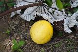 Salto_Santa_Clara_071_04182022 - Noticing this fallen lemon on the way back up to the trailhead for Salto Santa Clara
