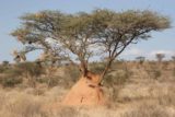 Samburu_015_06182008 - Tree with weaverbird nests over a termite mound