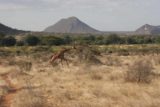 Samburu_020_06182008 - Quickly ambling reticulated giraffe