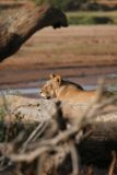 Samburu_029_06182008 - Lion waiting for a kill by the river