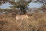 Samburu_038_06182008 - Oryx