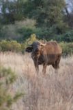 Samburu_047_06182008 - Cape buffalo getting nose picked by bird