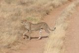Samburu_067_06182008 - Cheetah crossing the road