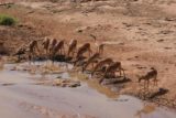 Samburu_082_06182008 - Bunch of drinking female impalas