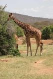 Samburu_090_06182008 - Browsing reticulated giraffe