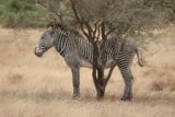 Samburu_099_06192008 - Grevy's zebra