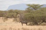 Samburu_100_06192008 - More Grevy's zebra