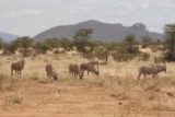 Samburu_107_06192008 - Herd of oryxes