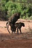 Samburu_109_06192008 - Baboons mating