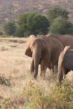Samburu_130_06192008 - Single-tusked elephant