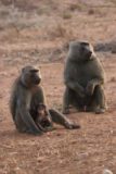 Samburu_142_06192008 - A baboon family