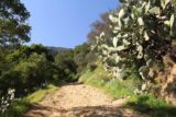 San_Ysidro_Falls_020_04012017 - Cacti along the San Ysidro Trail