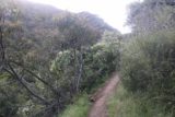 San_Ysidro_Falls_077_04012017 - The narrow San Ysidro Trail near the top of San Ysidro Falls