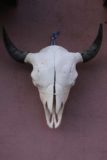Santa_Fe_072_04142017 - Another one of the bull skulls hanging on a storefront in Santa Fe