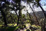 Santa_Paula_Canyon_515_02052021 - Back among more trees providing welcome shade on the return hike to the Santa Paula Canyon Trailhead