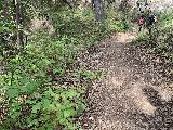 Santa_Ynez_Falls_005_iPhone_02182023 - Context of some poison oak alongside the trail on the way to Santa Ynez Falls