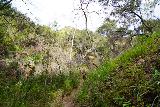 Santa_Ynez_Falls_053_02182023 - Context of Tahia proceeding forward through a semi-overgrown part of the hike as we were getting closer to Santa Ynez Falls