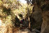 Santa_Ynez_Falls_105_01192019 - At this point of the unmaintained Waterfall Trail to Santa Ynez Falls in January 2019, the canyon closed in even more, which forced us to pretty much stream walk