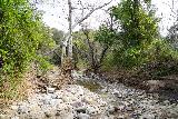Santa_Ynez_Falls_107_02182023 - Looking ahead at more stream scrambling on the way back from Santa Ynez Falls somewhere near the trail junction