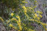 Santa_Ynez_Falls_113_02182023 - Cloeup of the yellow leaves or flowers by the Santa Ynez Falls Trail
