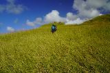 Sasalaguan_028_11182022 - Ascending through swordgrass on the way up to the summit of Mt Sasalaguan
