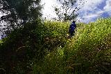Sasalaguan_088_11182022 - Going up some swordgrass towards a view at the very summit of Mt Sasalaguan